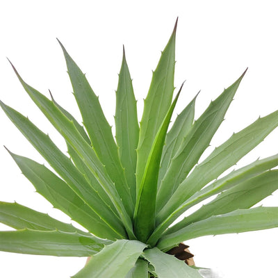 Plante Artificielle Réaliste Agave en Pot