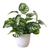 Plante Calathea artificielle en pot blanc – Décoration végétale