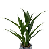 Plante Dracaena Artificielle en Pot Décoratif - 42 cm