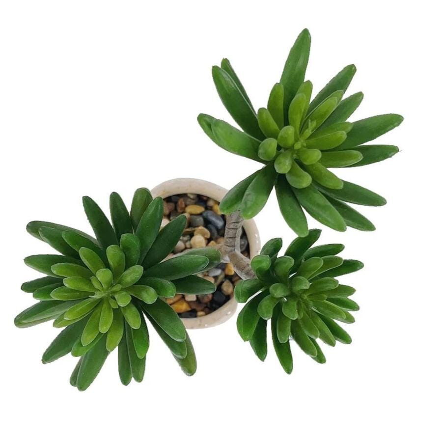 Plante Grasse Artificielle pour Étagère - 29 cm