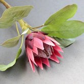 Protea Artificielle sur tige - 50 cm