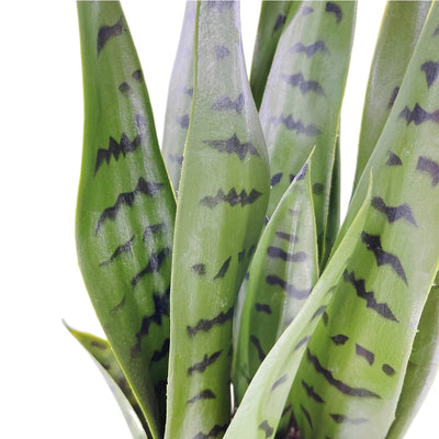 Sansevieria Artificiel en Pot - 40 cm