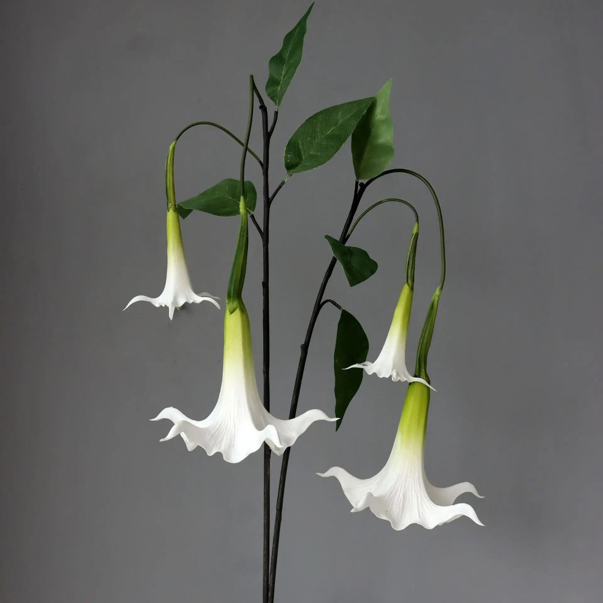 Trompettes des Anges Artificielles (Brugmansia)