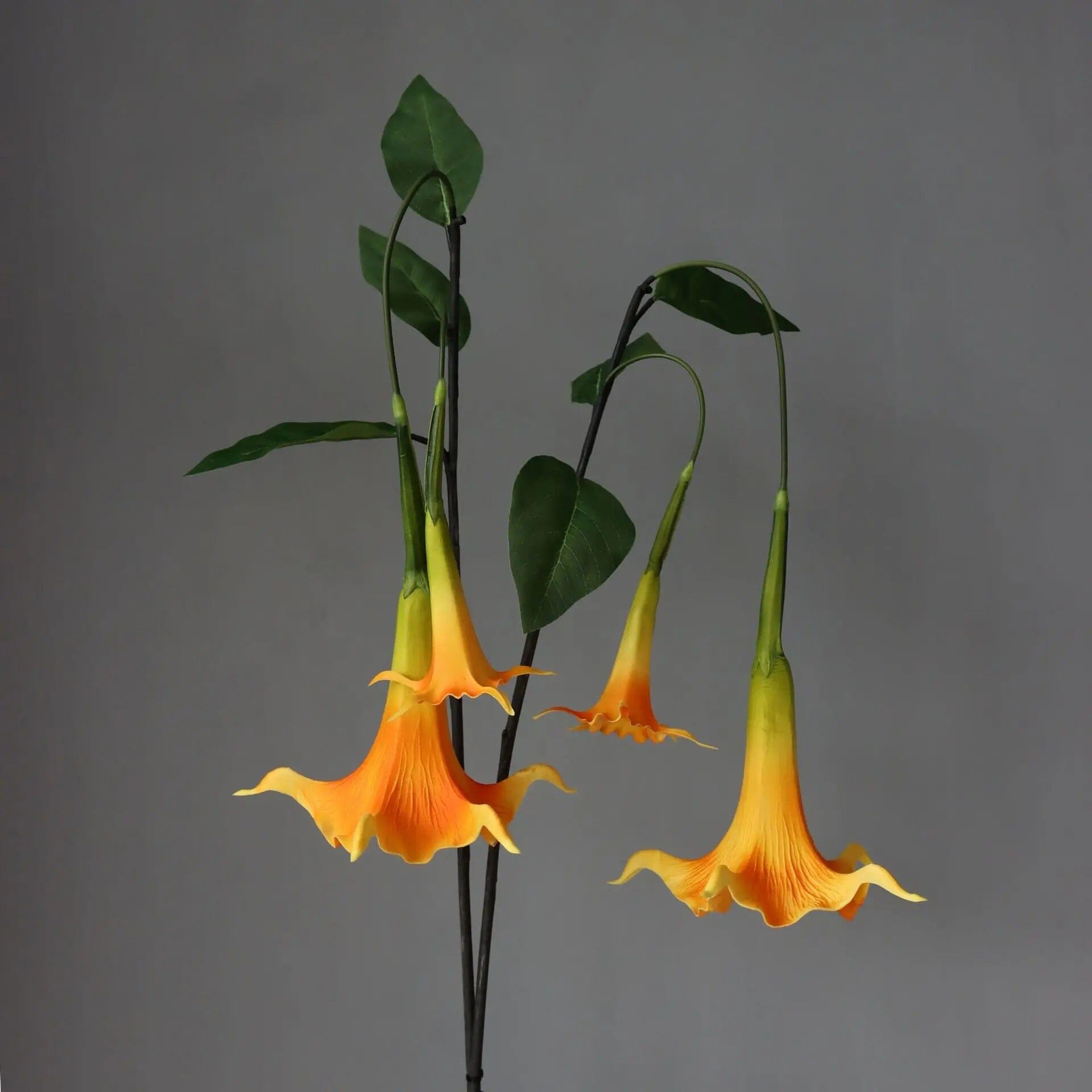 Trompettes des Anges Artificielles (Brugmansia)